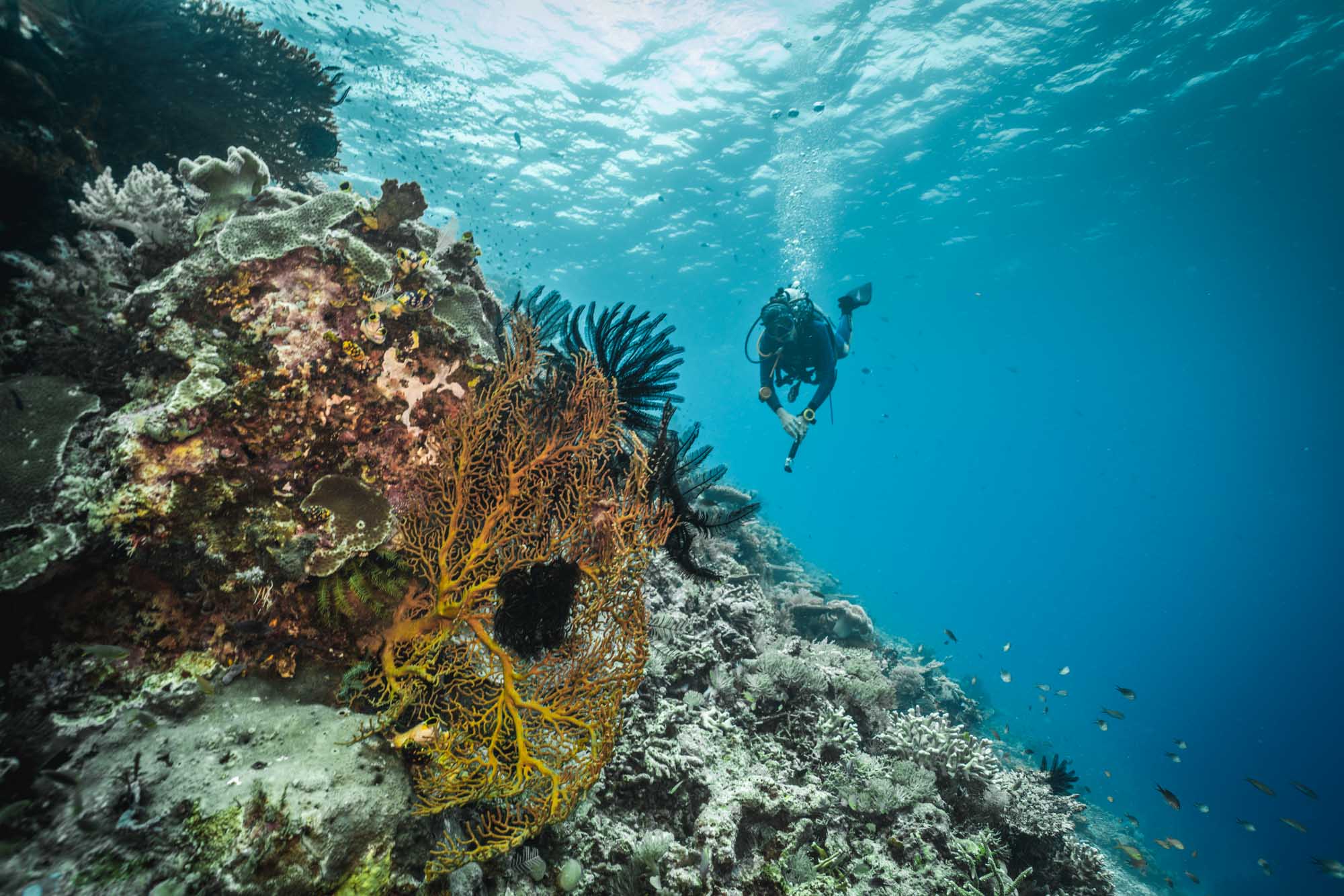 Diving at Papua Paradise Eco Resort, Raja Ampat