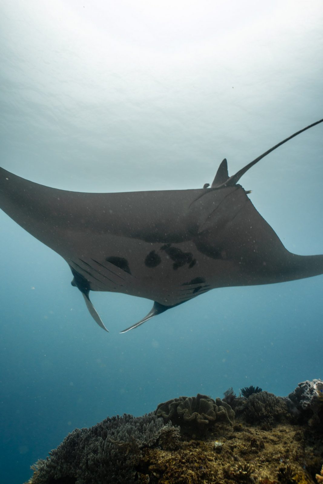 Our spent on raja ampat diving