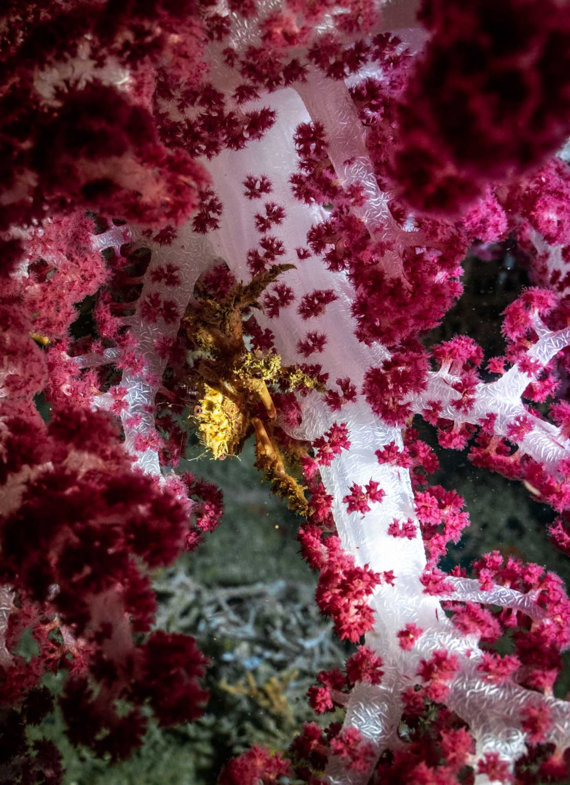 Our spent on raja ampat diving