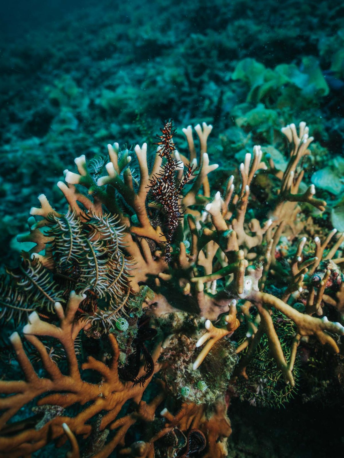 Asia Indonesia Raja Ampat diving 04164