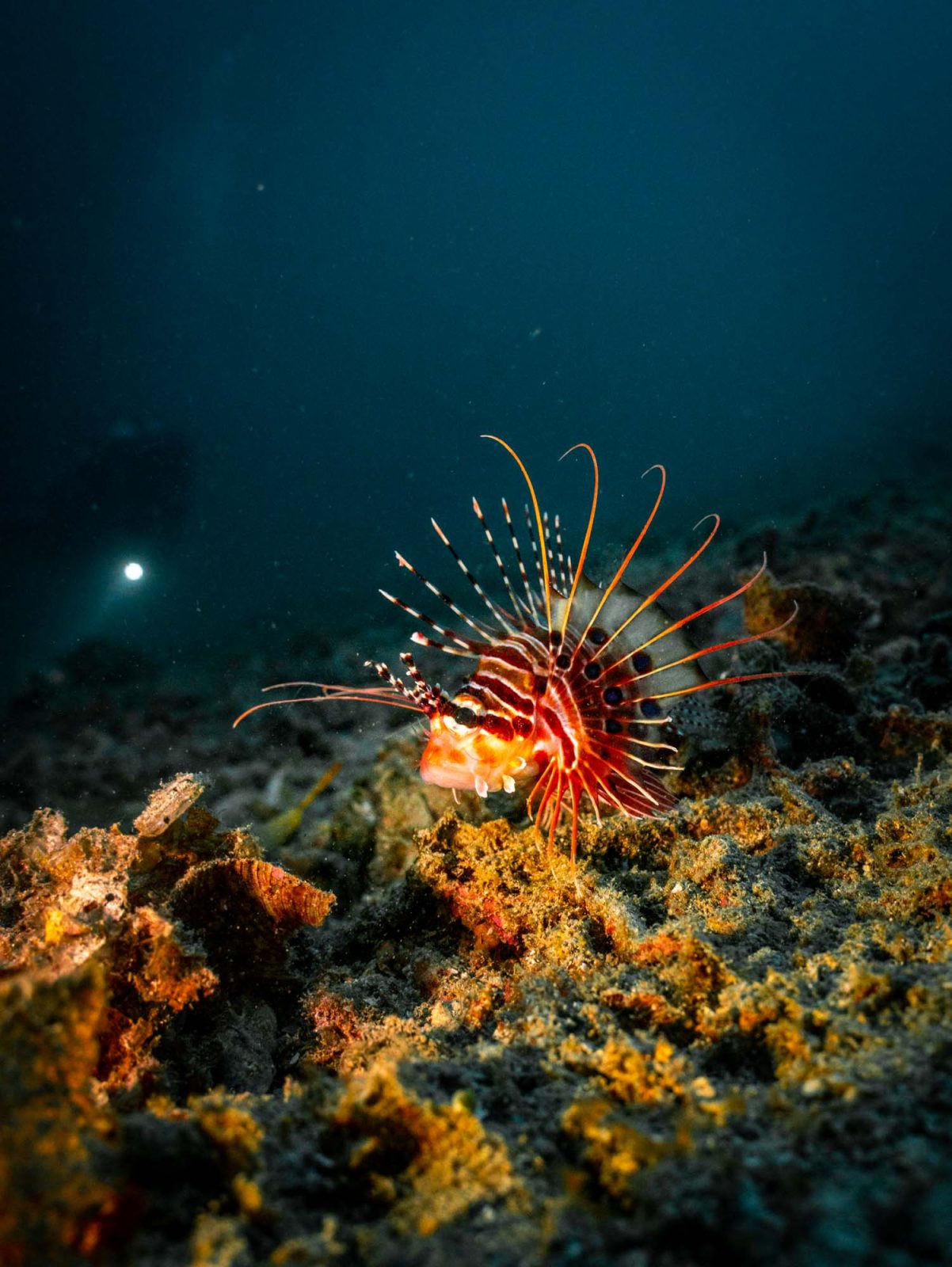 raja ampat, dive in indonesia