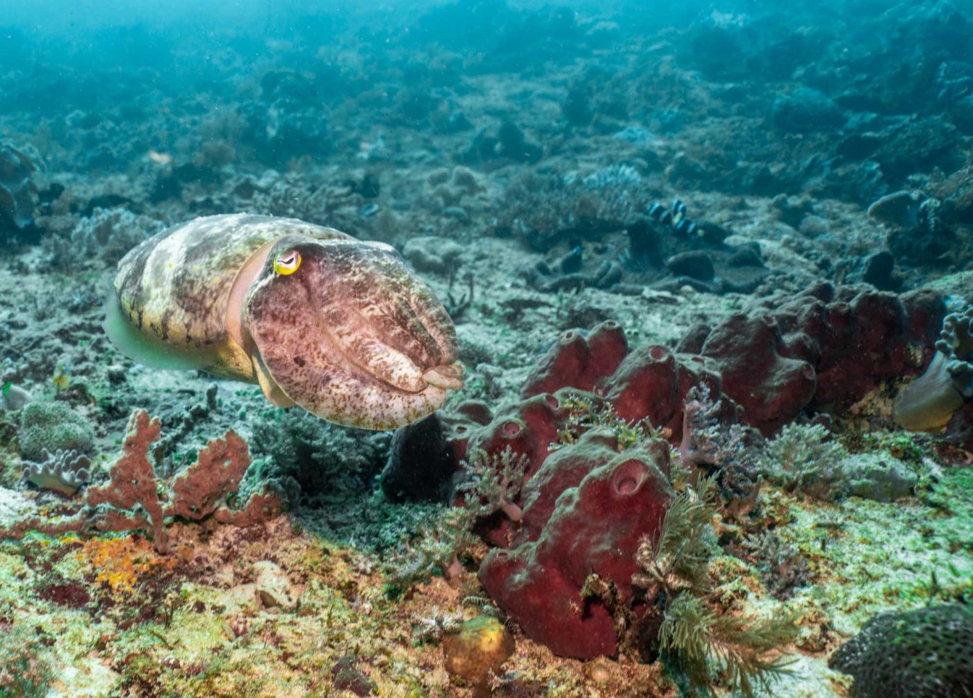 Asia Indonesia Raja Ampat diving cuttlefish 03306