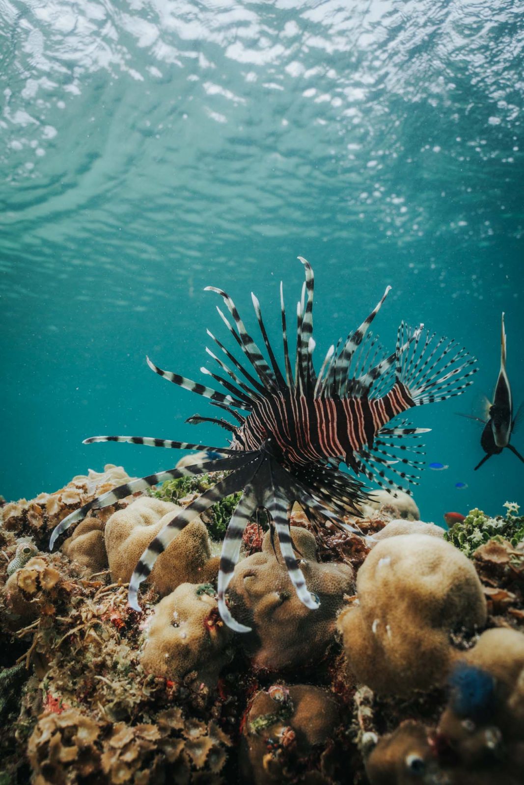 Asia Indonesia Raja Ampat diving lion fish 04182