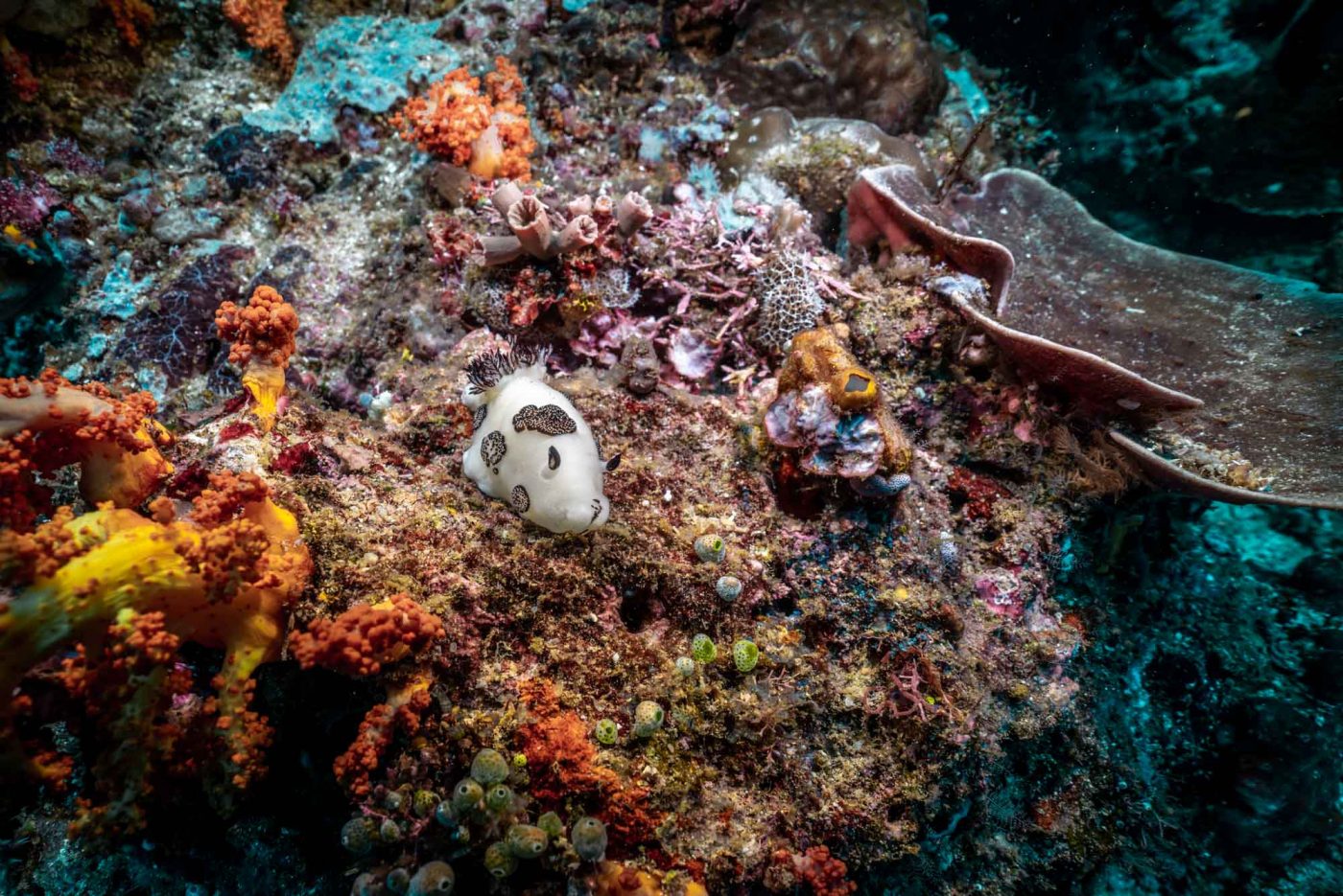 Diving at Bungka Island, North Sulawesi