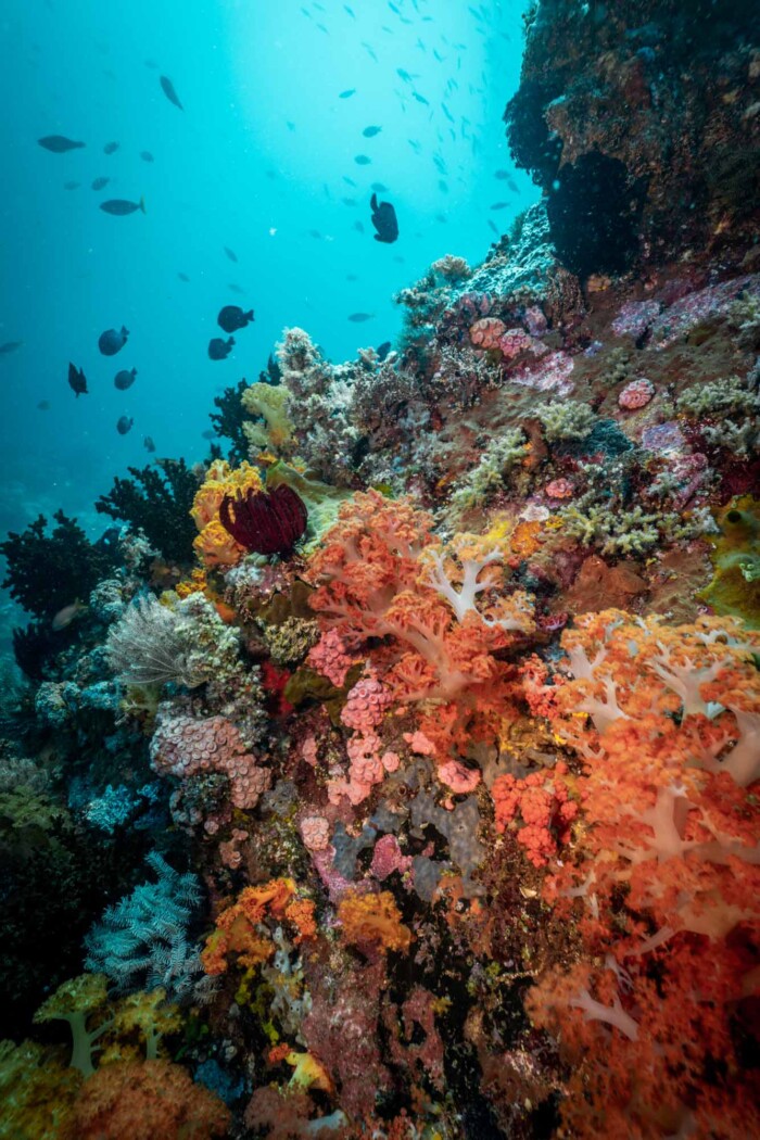 diving in indonesia