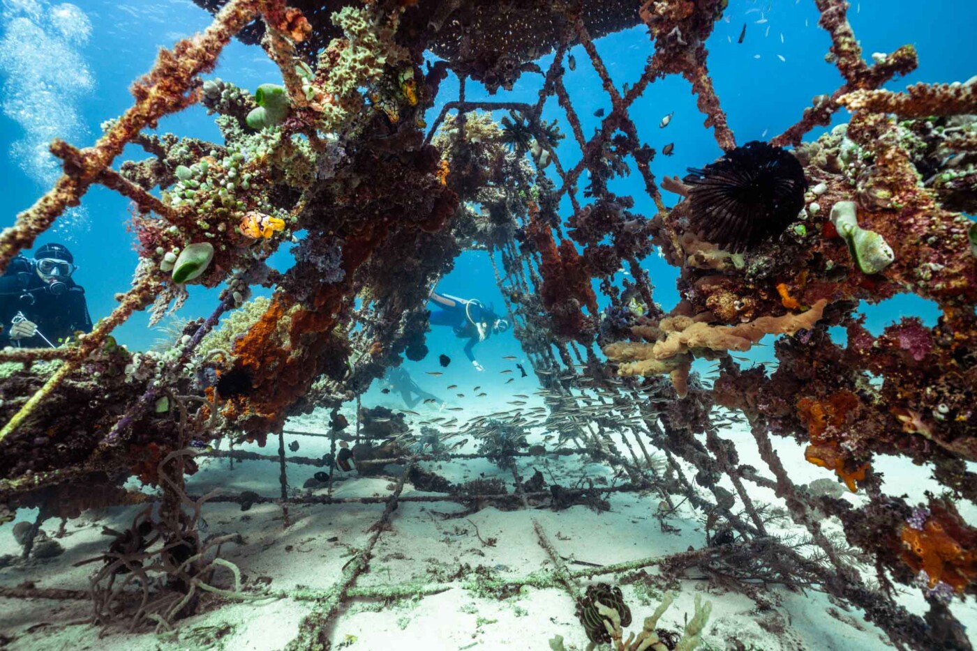 Biorock reef in front of Gangga Island Resort