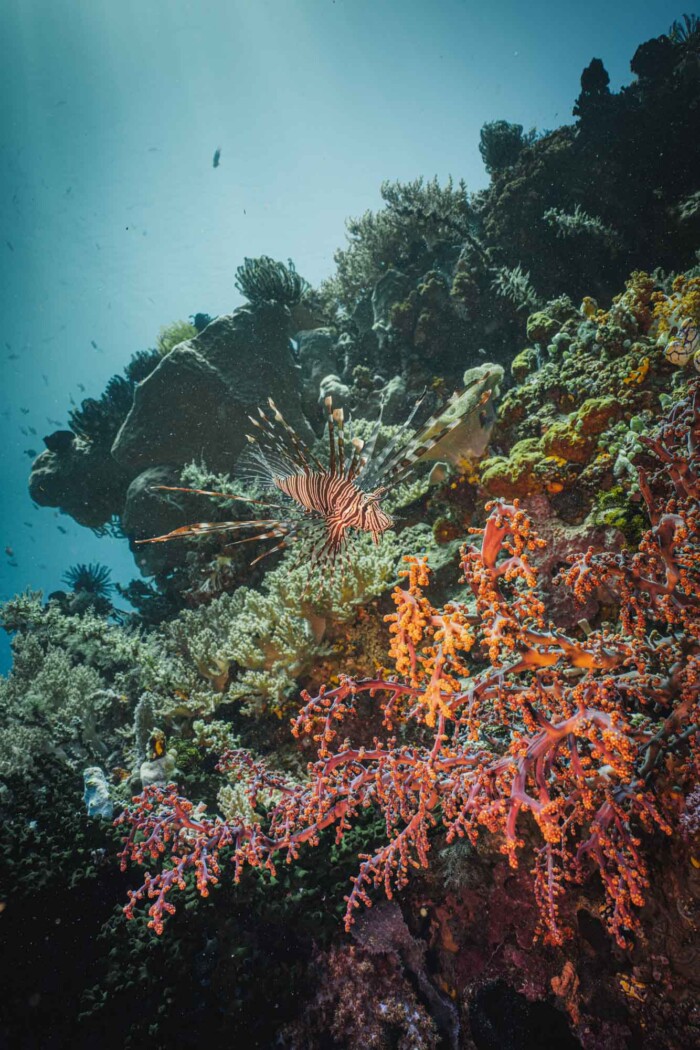 Coral reefs in Gangga Island