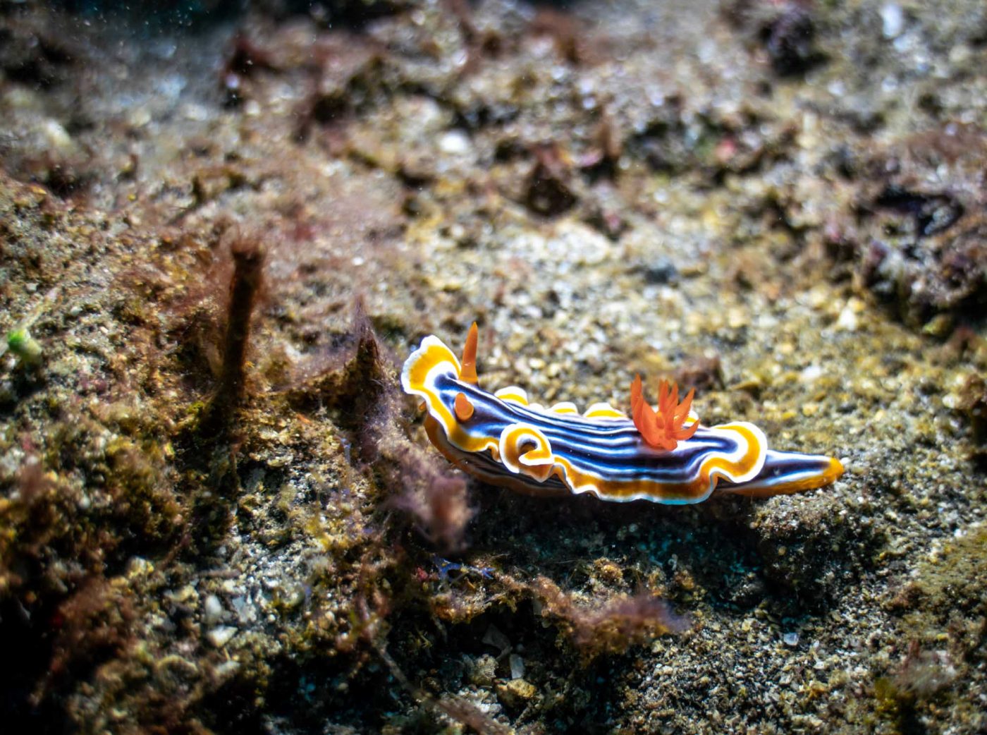 nudibranch found in Lembeh