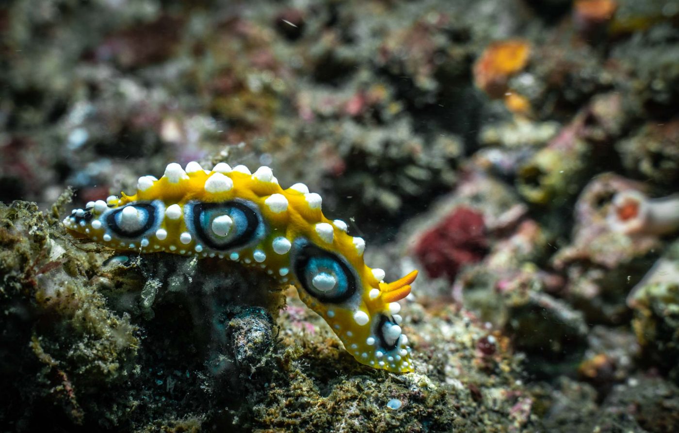 Exploring and diving in Lembeh straight