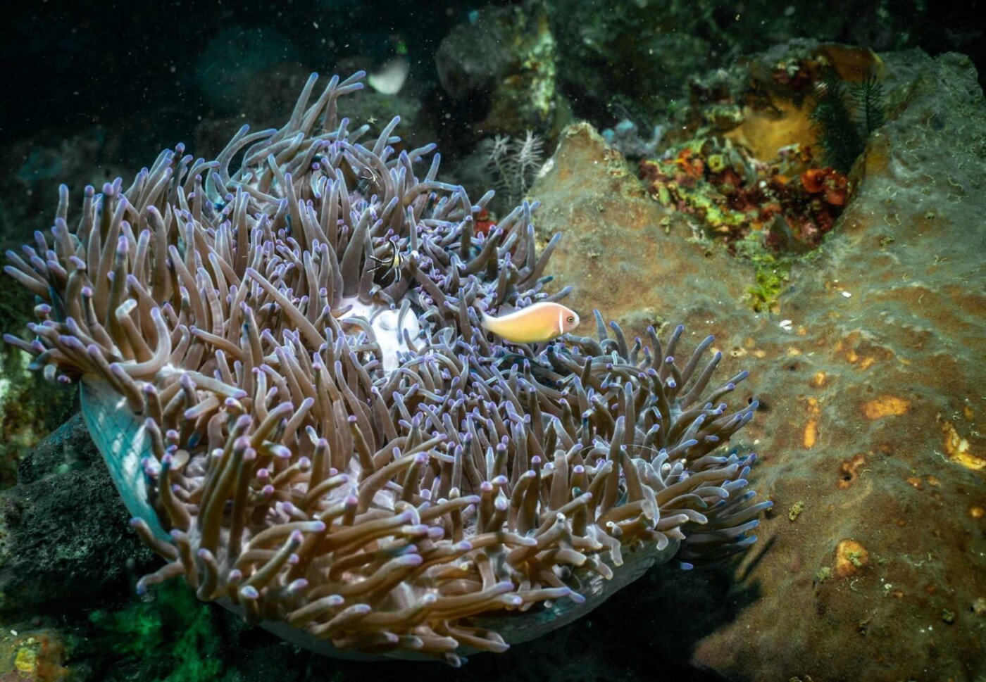 Exploring and diving in Lembeh straight