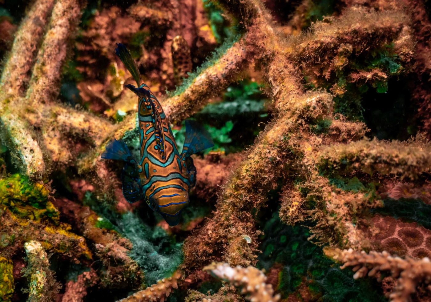 Mandarin Fish at Bianca site, Lembeh Straight