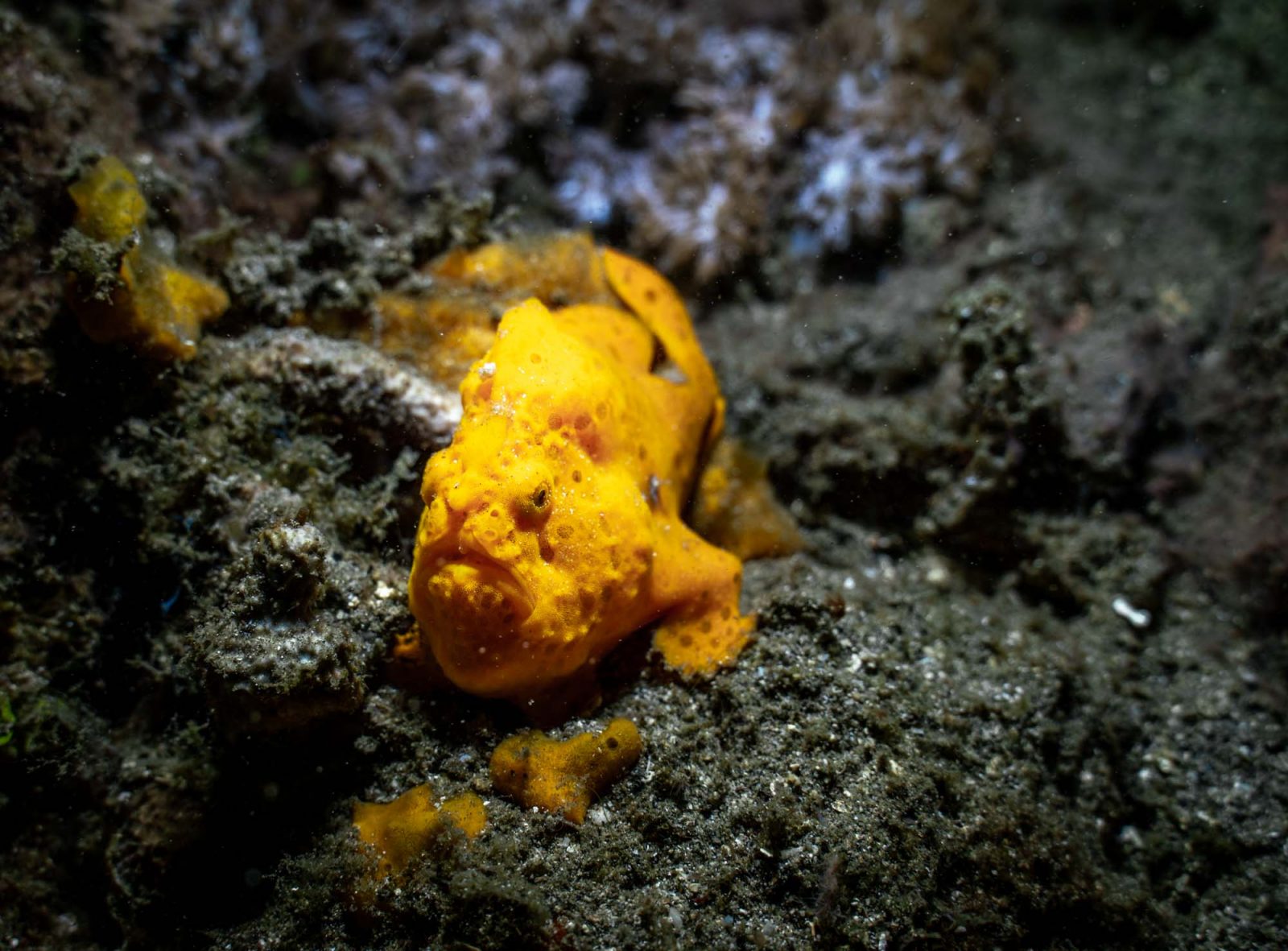 Exploring and diving in Lembeh straight