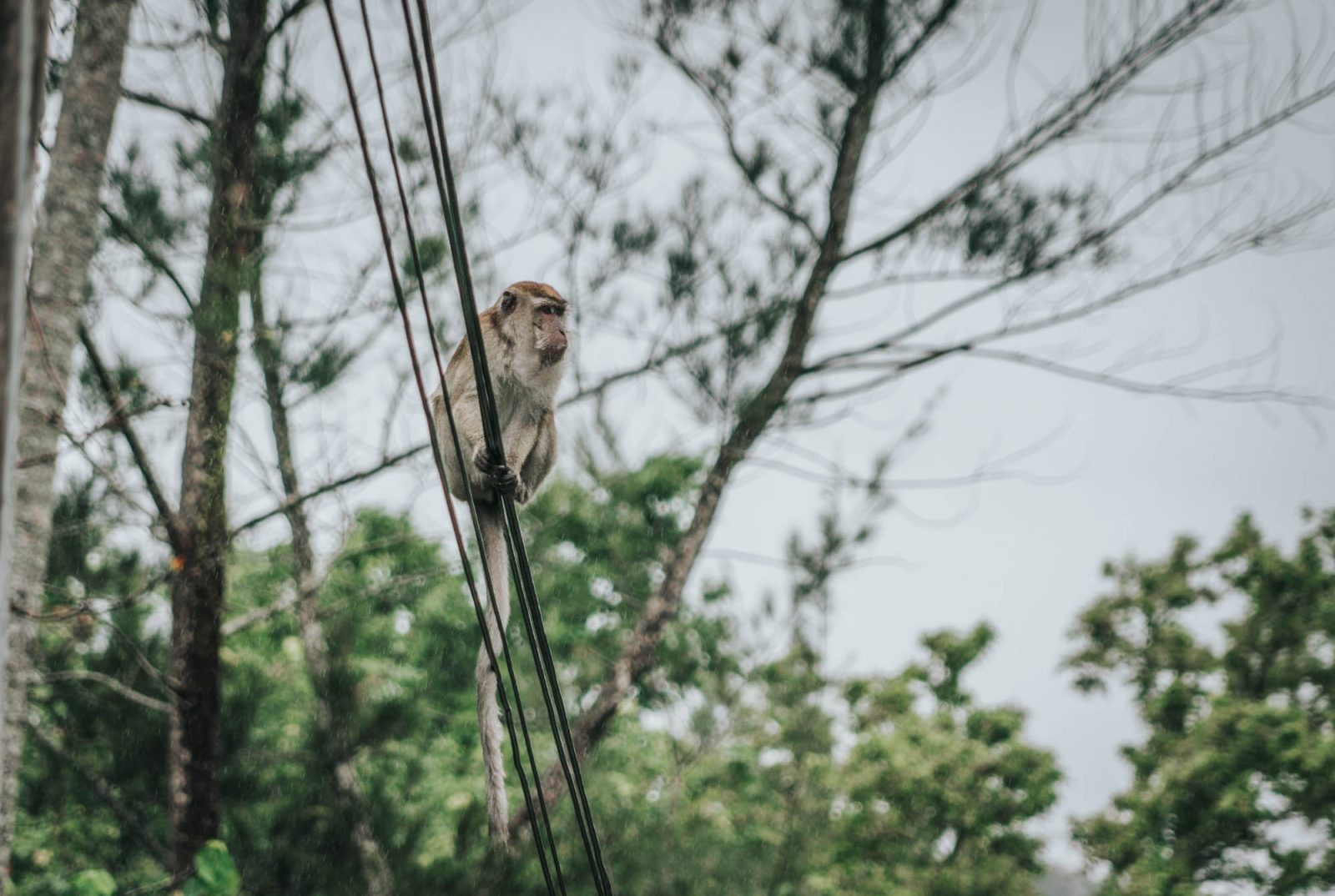 Visiting Bako National Park in Sarawak, Malaysia