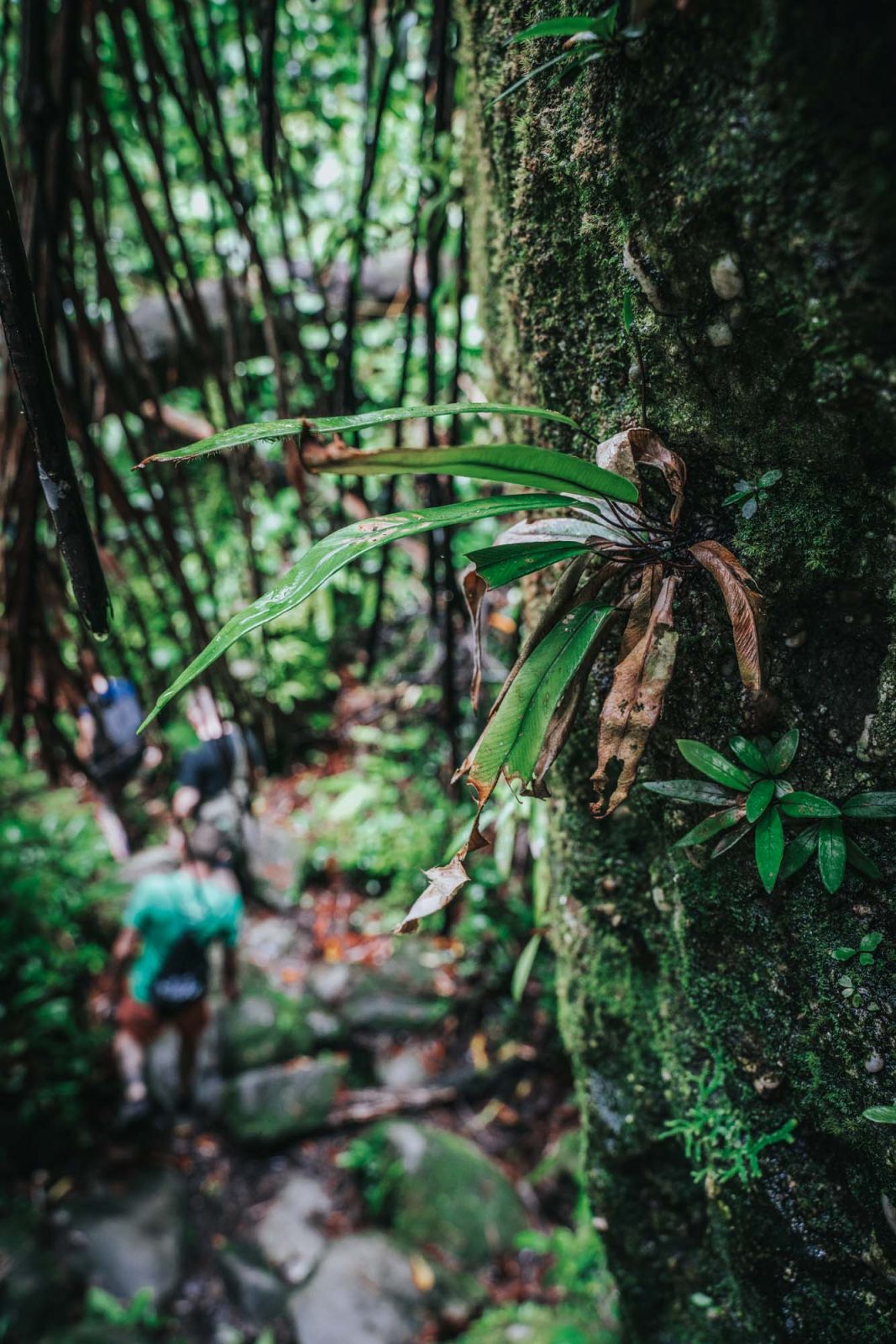 Visiting Bako National Park in Sarawak, Malaysia