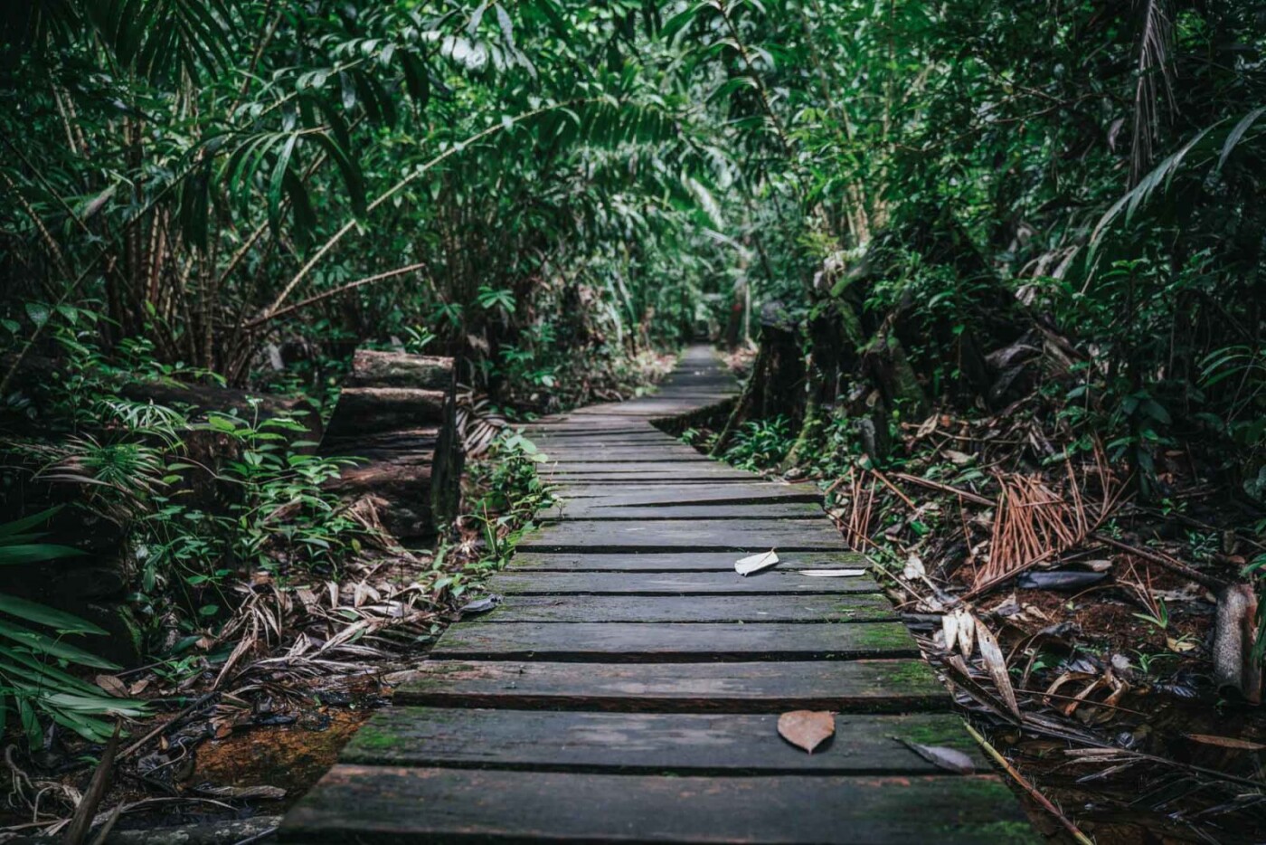 Visiting Bako National Park in Sarawak, Malaysia