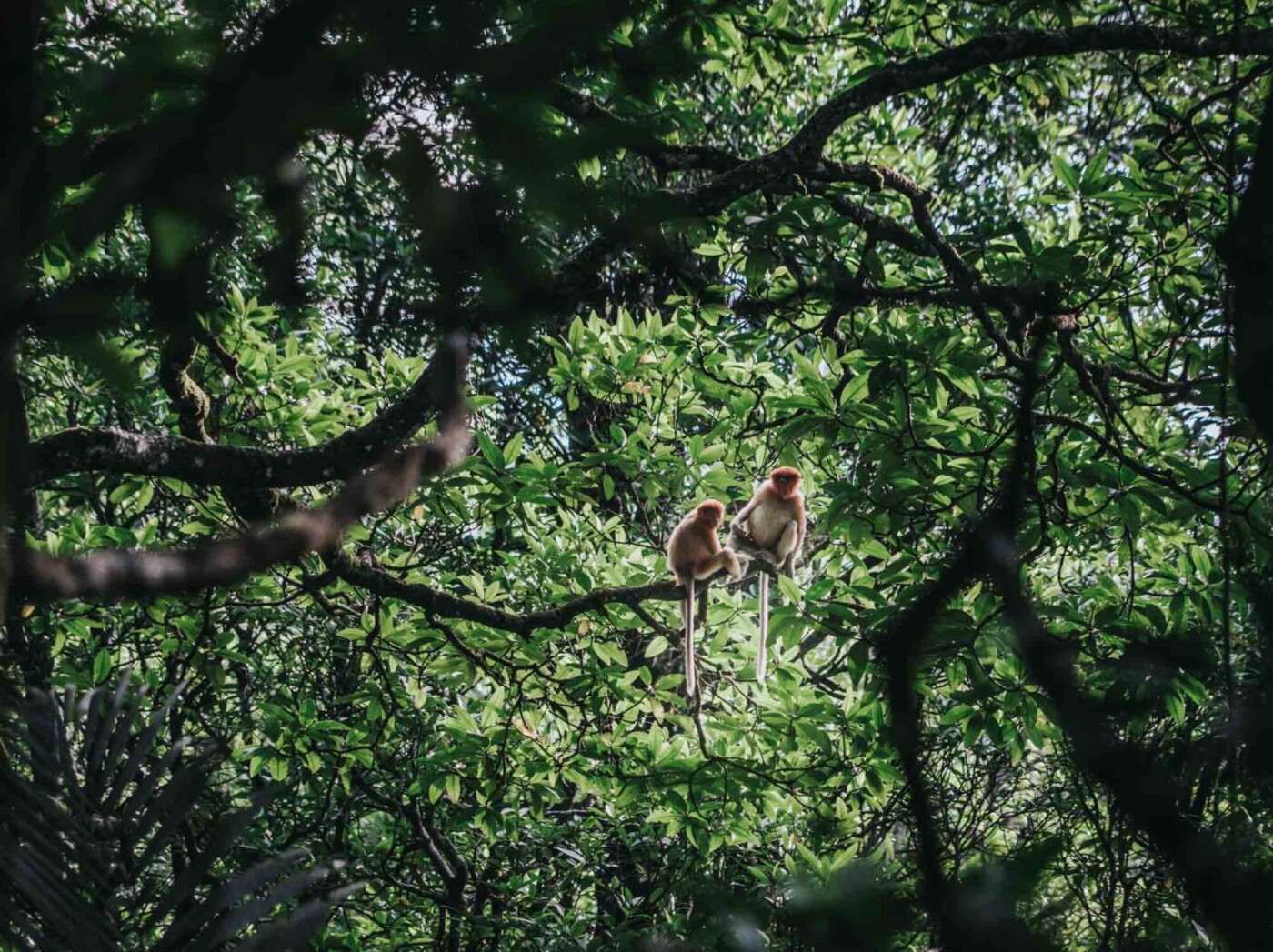 Visiting Bako National Park in Sarawak, Malaysia