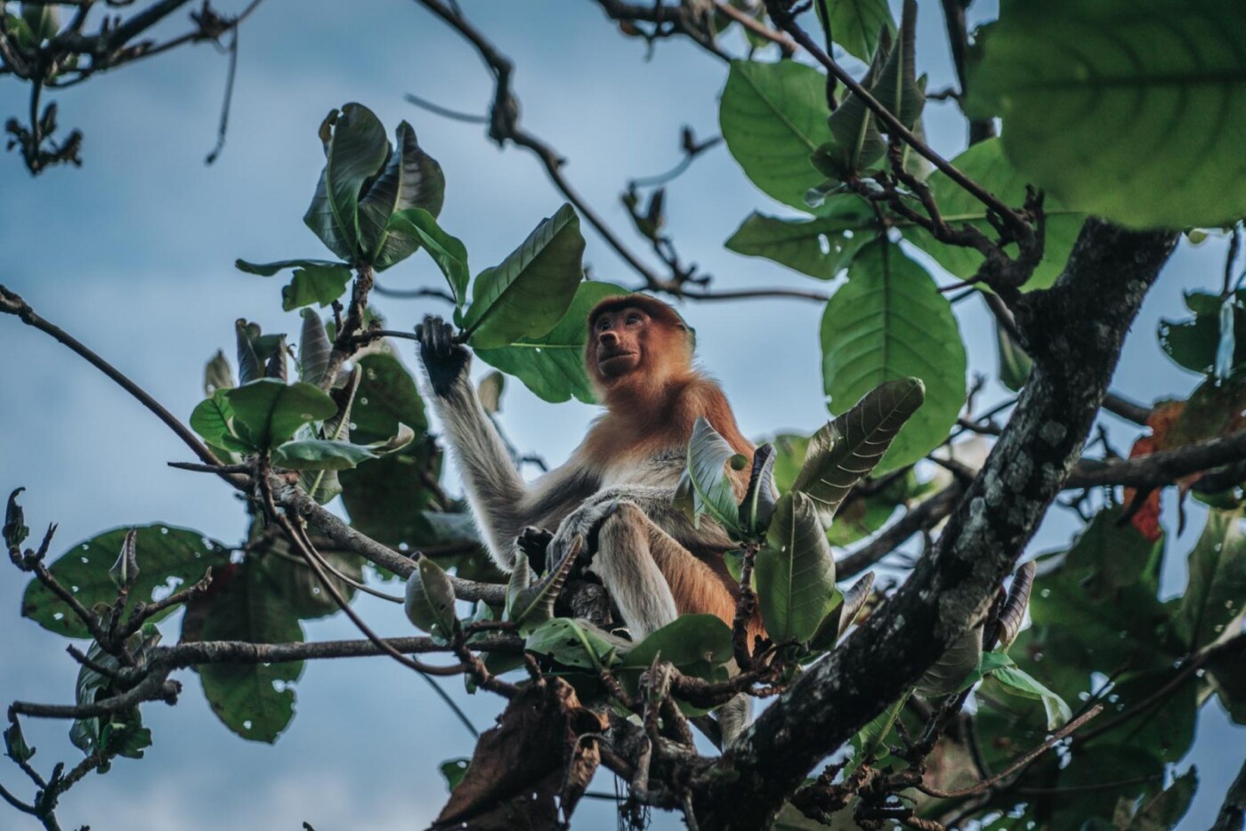 Visiting Bako National Park in Sarawak, Malaysia