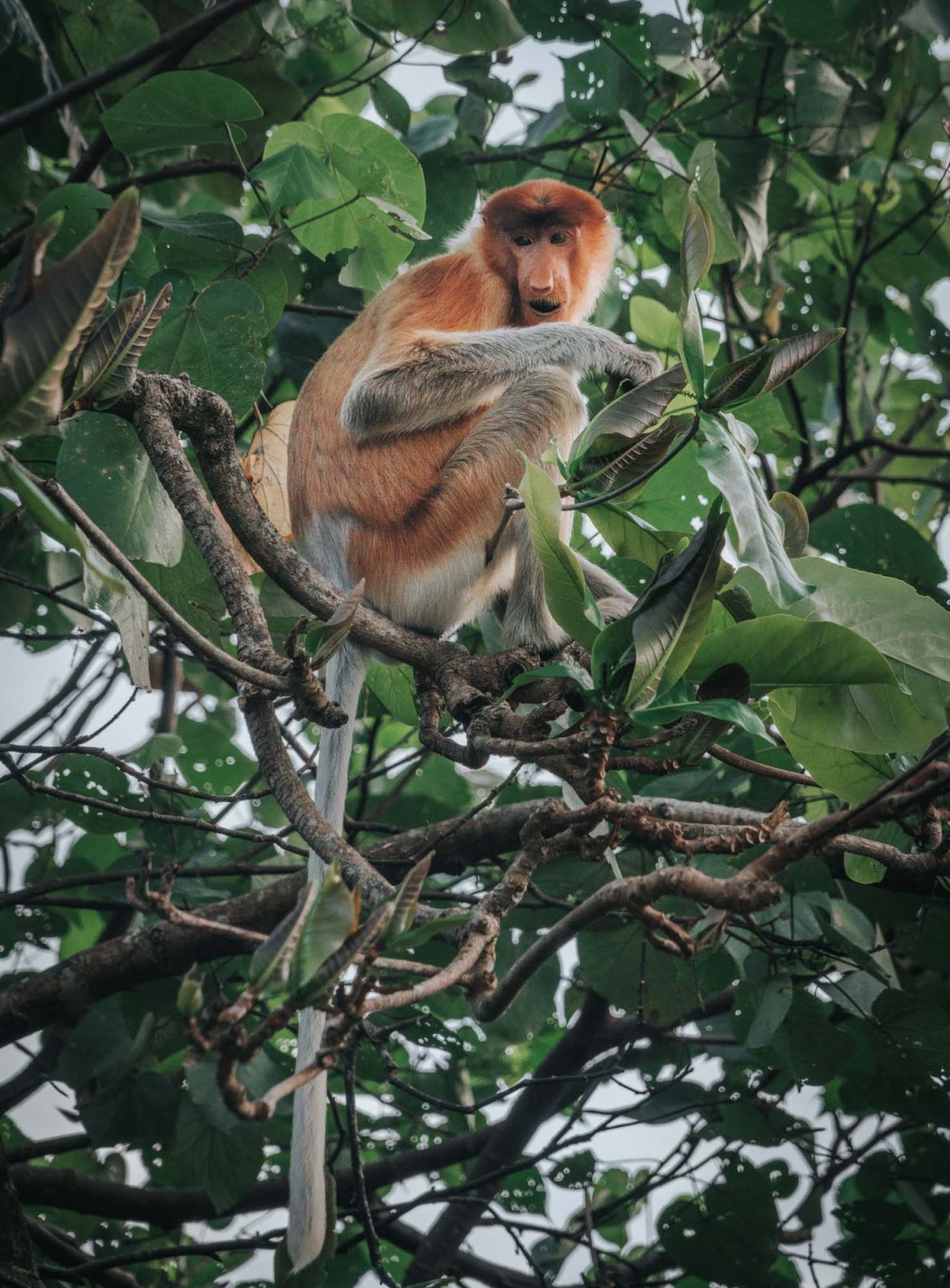 Visiting Bako National Park in Sarawak, Malaysia