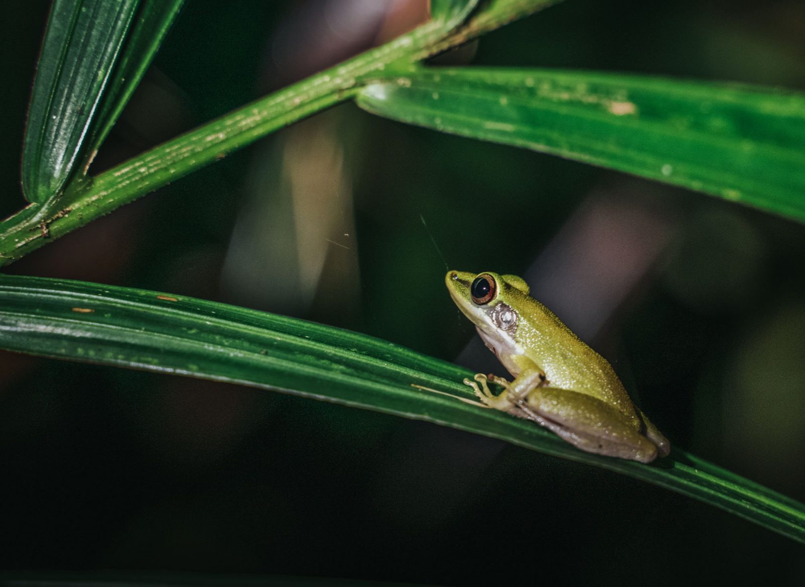 Visiting Bako National Park in Sarawak, Malaysia