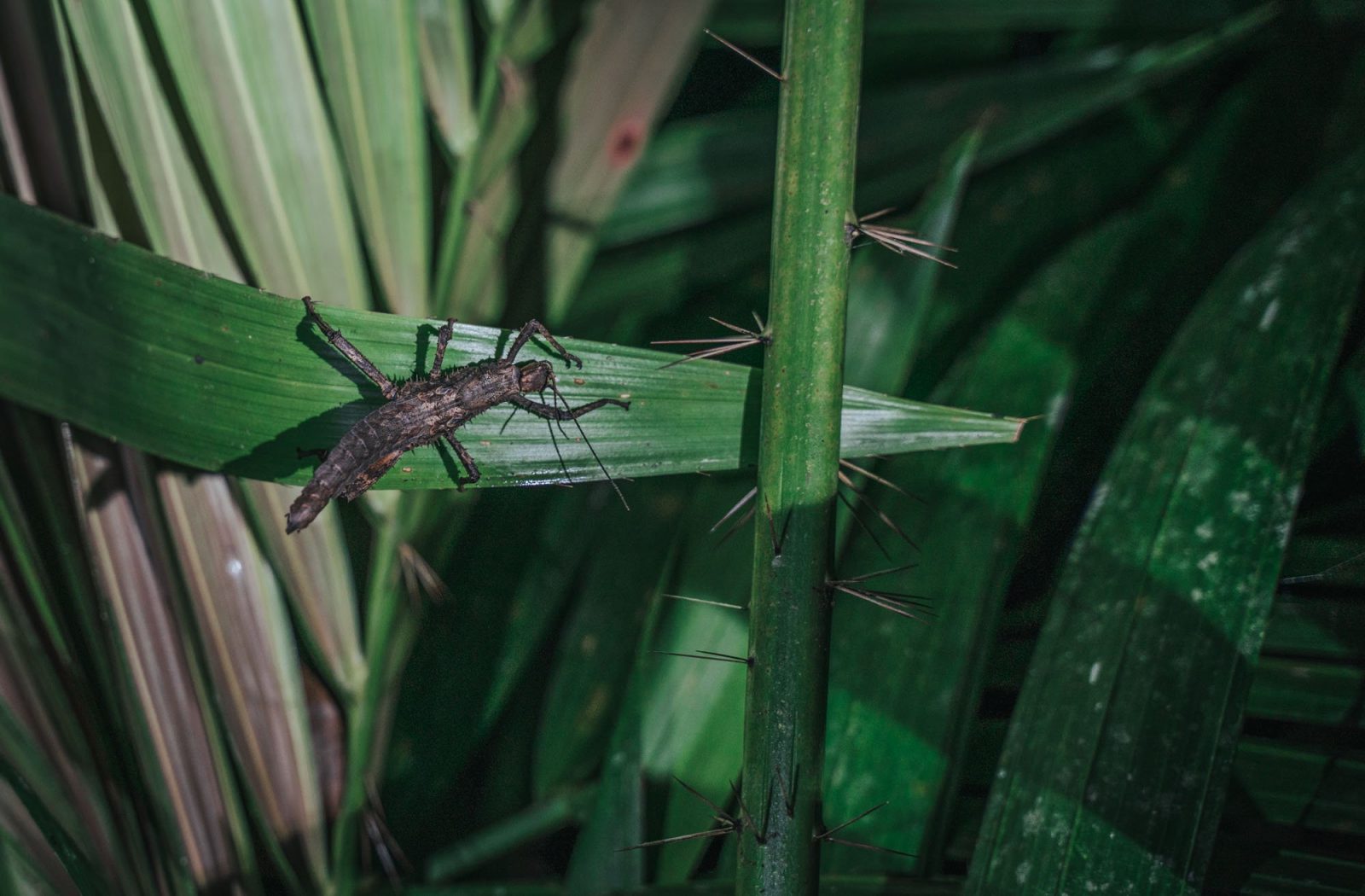 Visiting Bako National Park in Sarawak, Malaysia