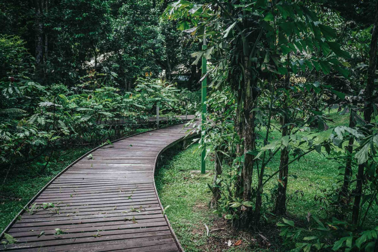 Asia Malaysia Sarawak Gunung Mulu Park 01668