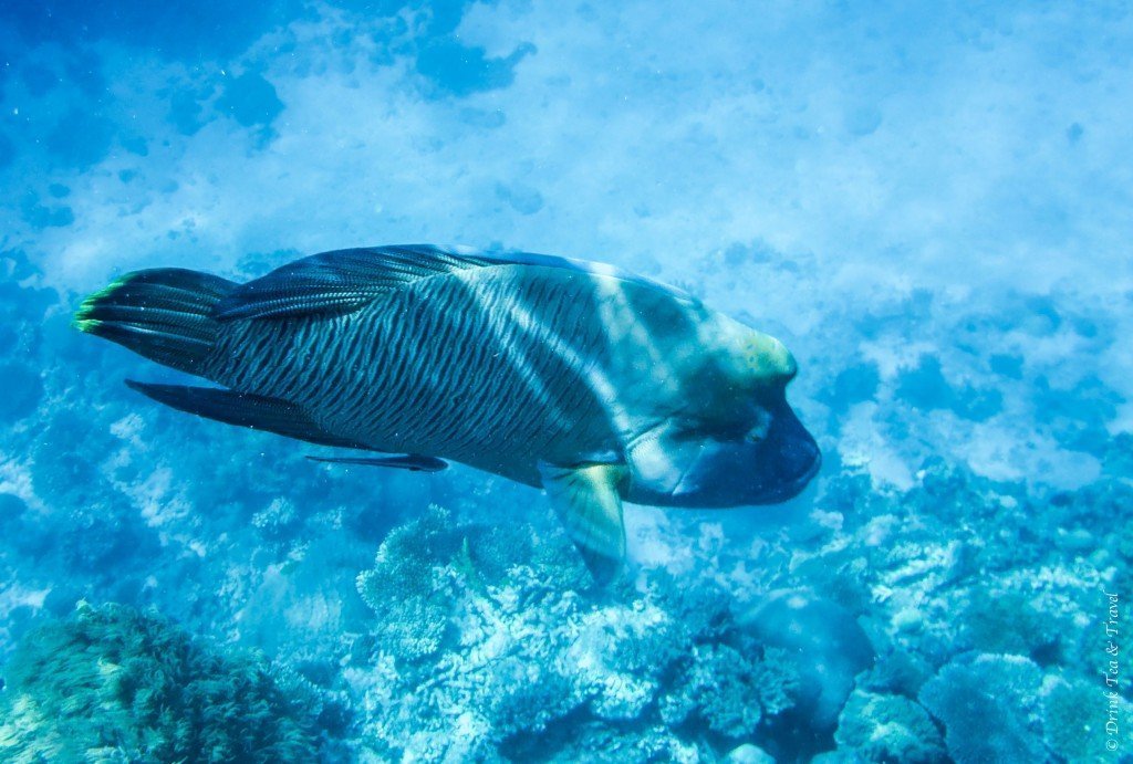 Napoleon Wrasse, Great Barrier Reef