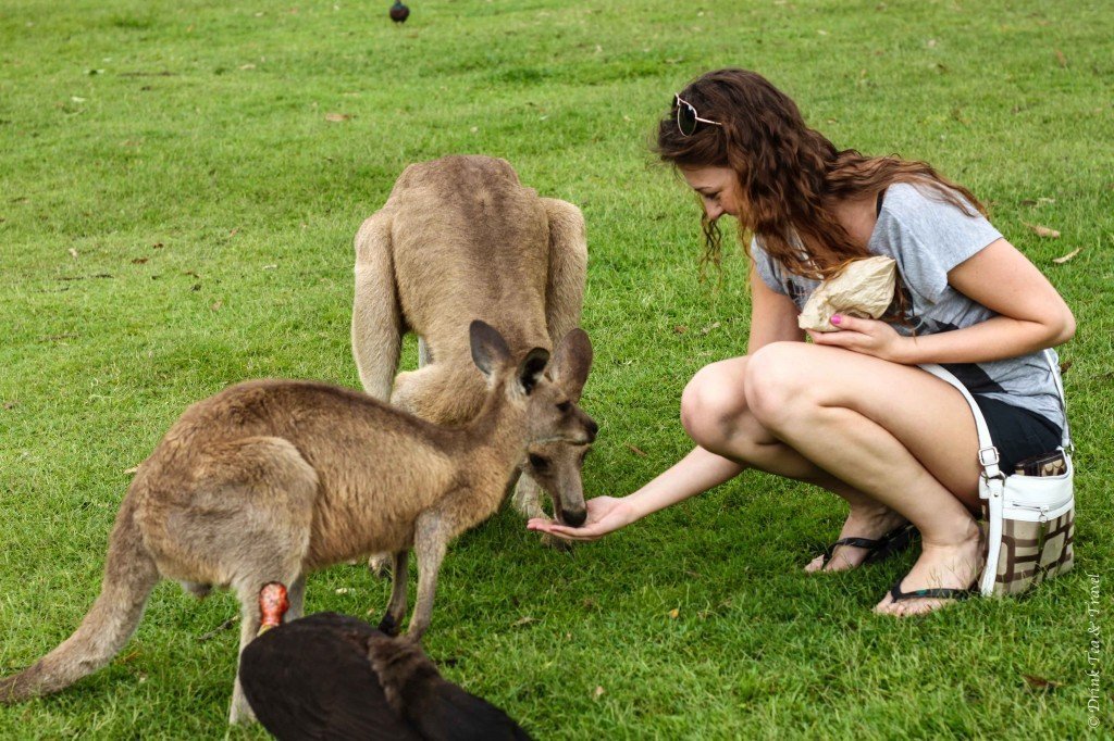 Lone Pine Sanctuary which is one of the best day trips from Brisbane Queensland Australia