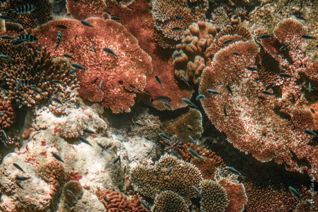 Coral at the Great Barrier Reef, Queensland, Australia