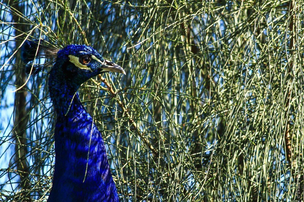 Peacock at the Maggie Beer Farm, Barossa Valley