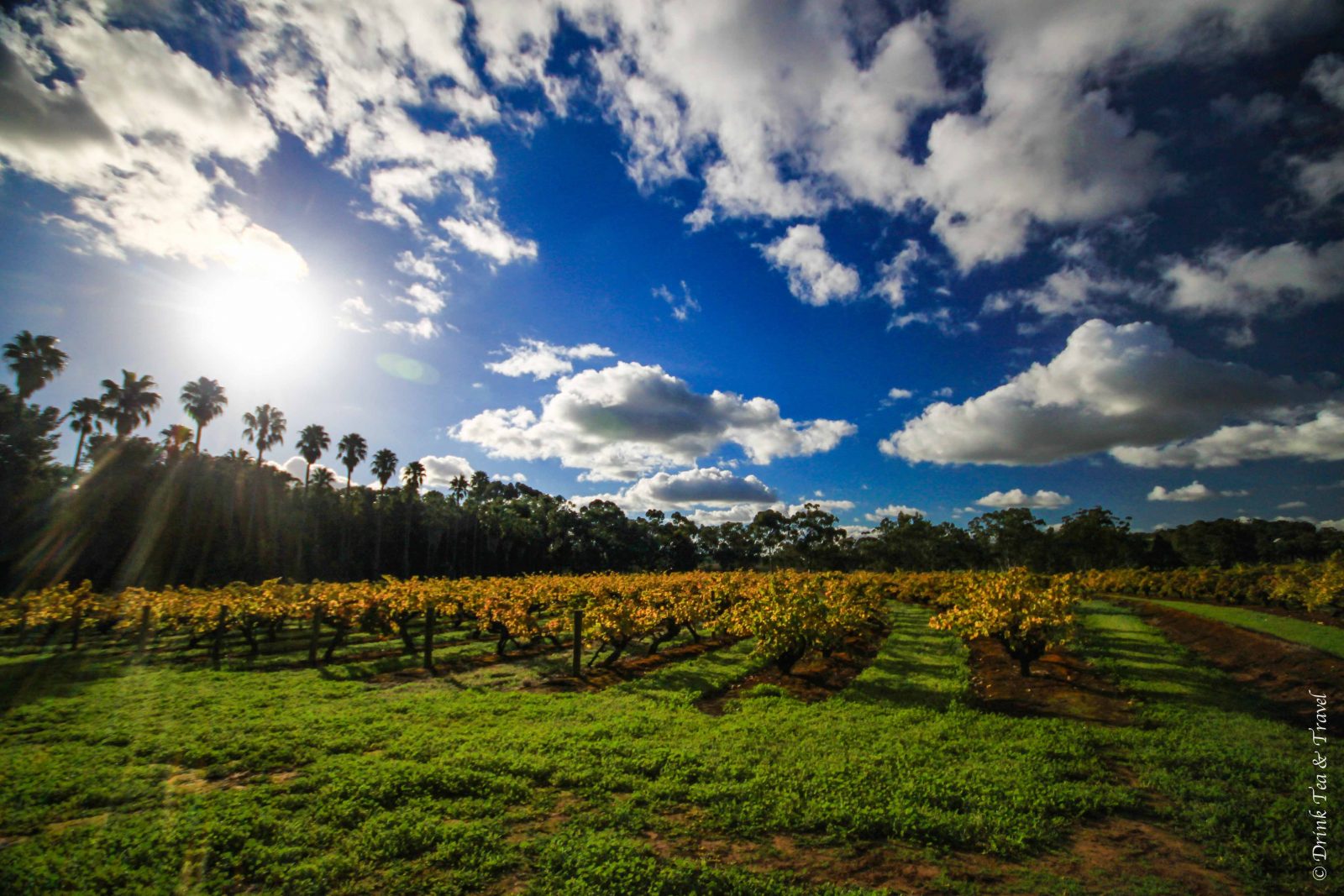 Top Things to do in Australia: 9. Go wine tasting in South Australia's Wine Regions
