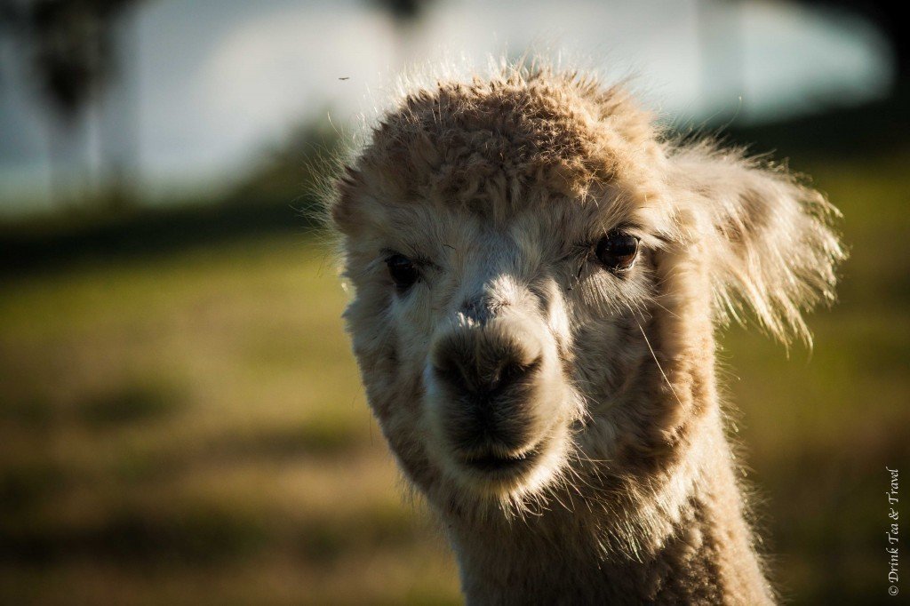 Up close and personal with a llama in Barossa Valley