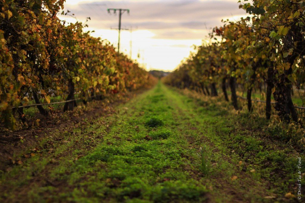 Vineyard, Barossa Valley