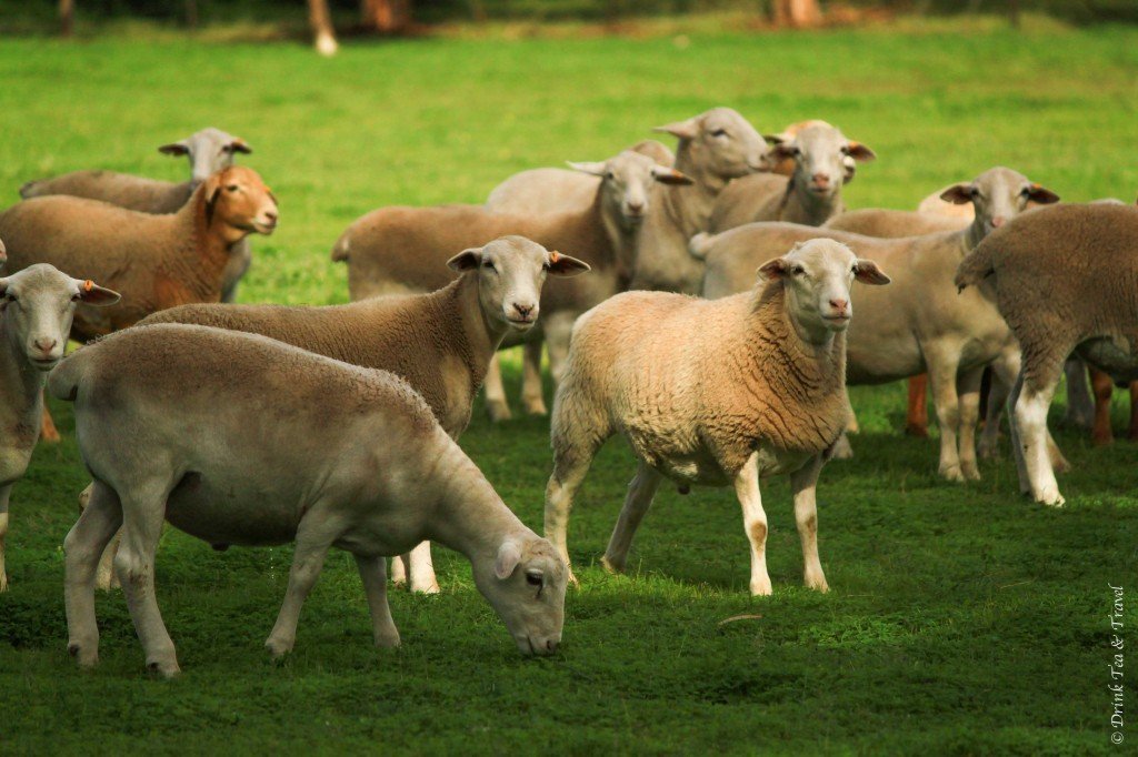 Sheep in Barossa Valley