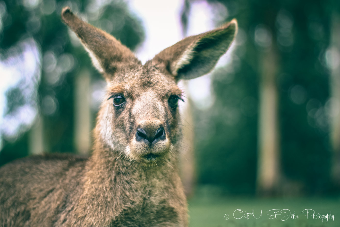 Lone Pine Sanctuary which is one of the best day trips from Brisbane Queensland Australia