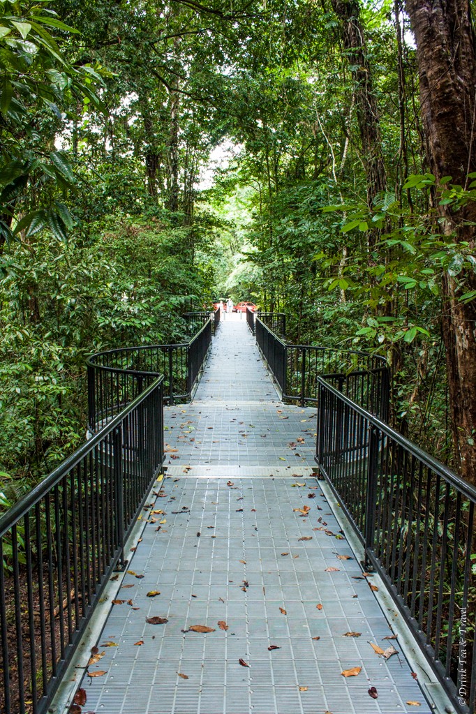 Boardwalk inside the Daintree National Park, Northern Queensland, Australia