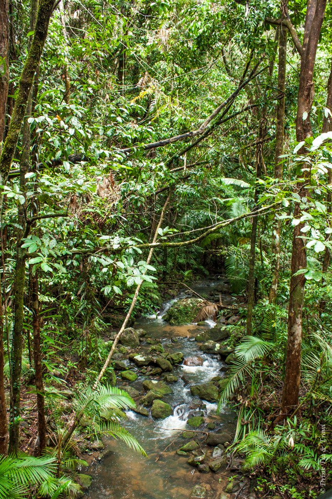 Daintree National Park, Northern Queensland