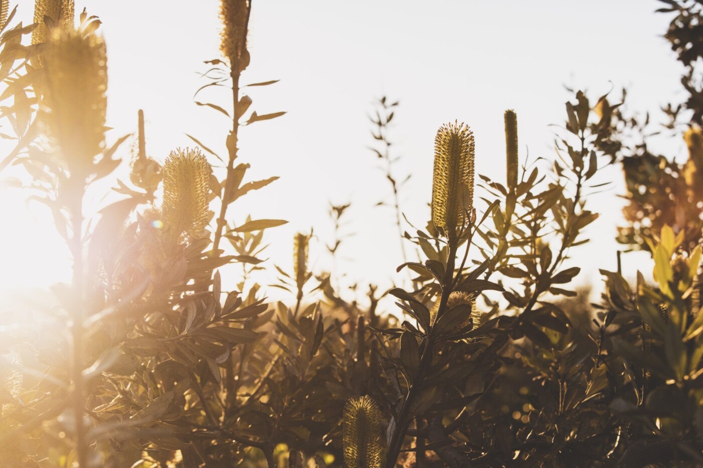 The native Australian Golden Bottlebrush.