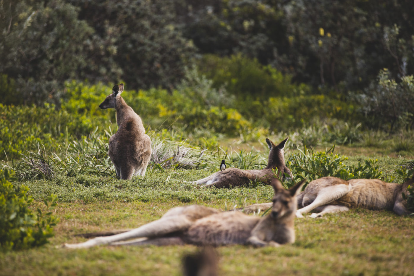 Kangaroos relaxing in Yuraygir National Park near Red Cliff.