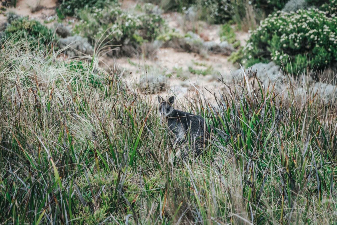 Grey Wallaby. Twelve Apostles 