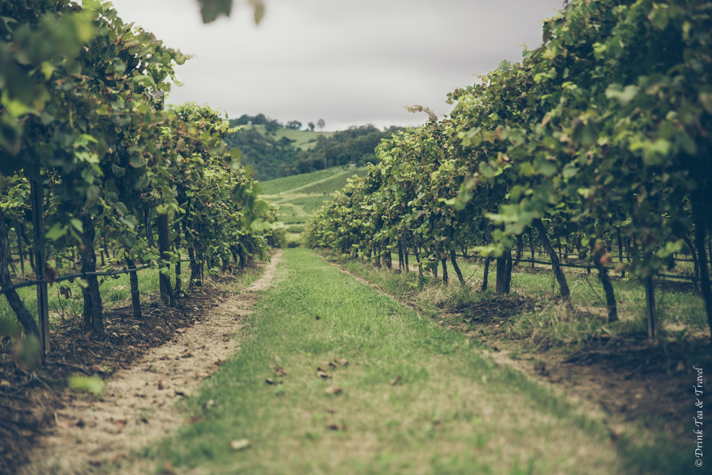 Vineyard in Hunter Valley, NSW, Australia, wine regions in Australia