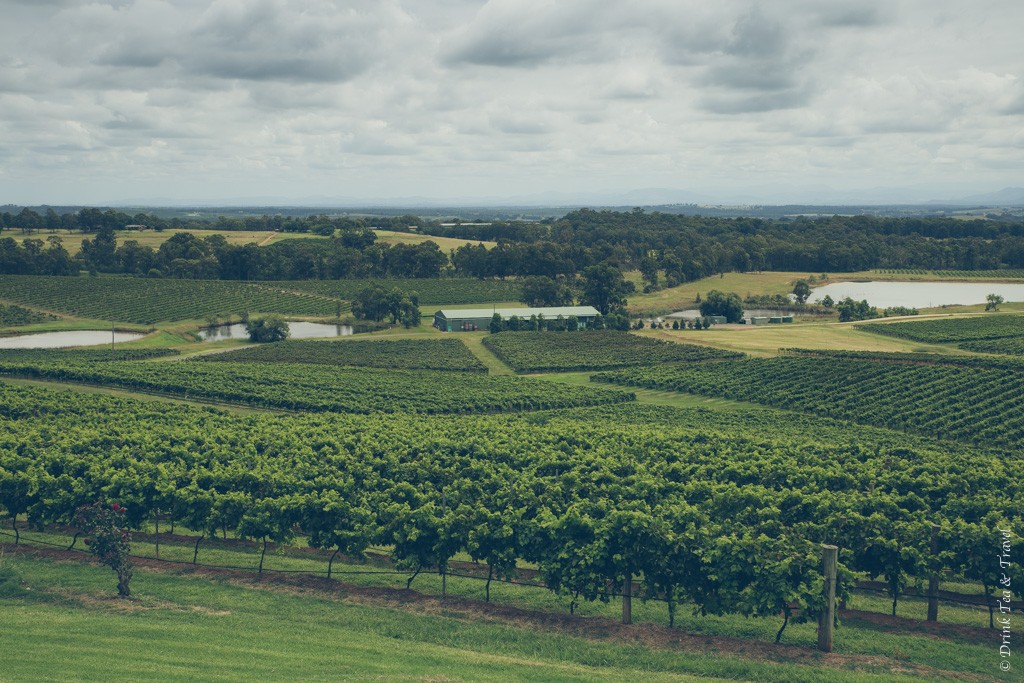 Things to do in Newcastle NSW: Rolling vineyards in Hunter Valley