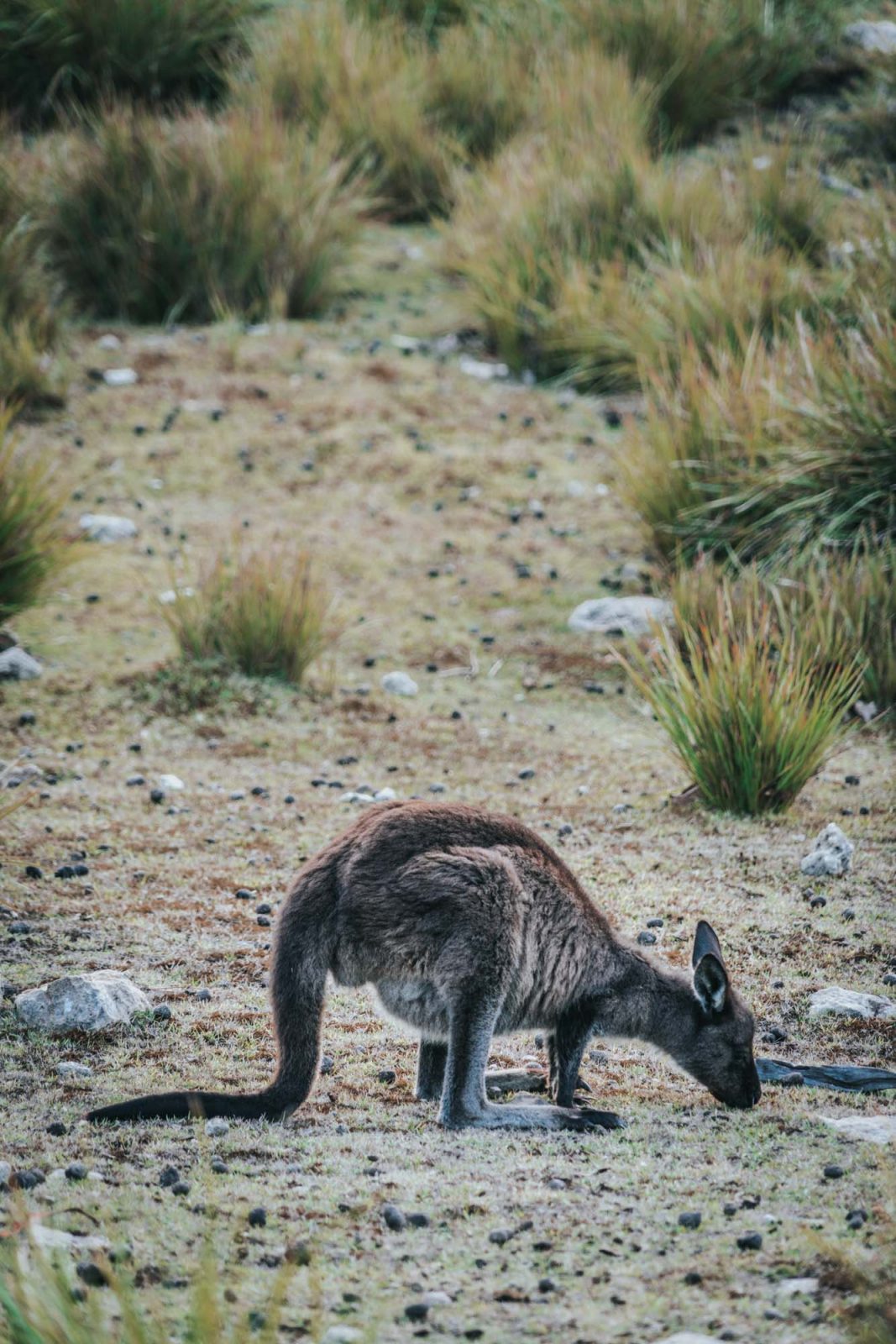 Things to do on Kangaroo Island