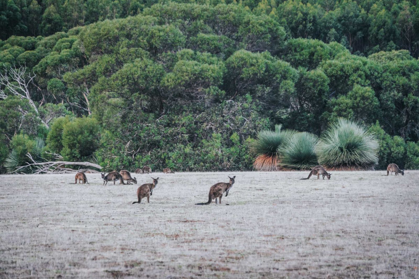 Things To Do In Kangaroo Island, the Best Wildlife Destination in Australia