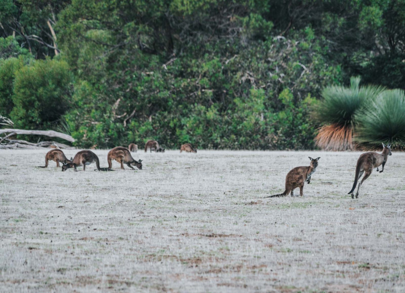 Australia Kangaroo Island 05506