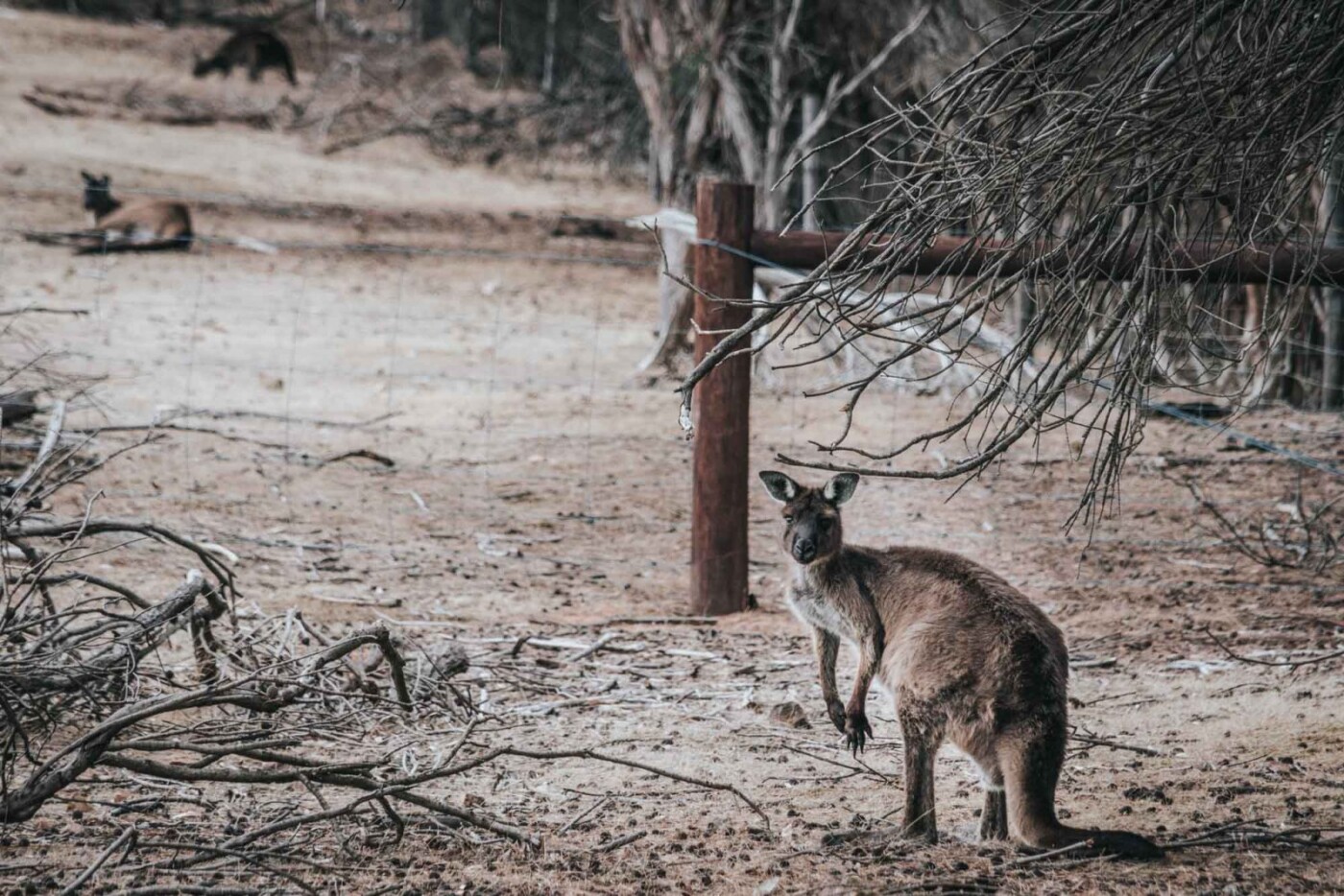 things to do in kangaroo island