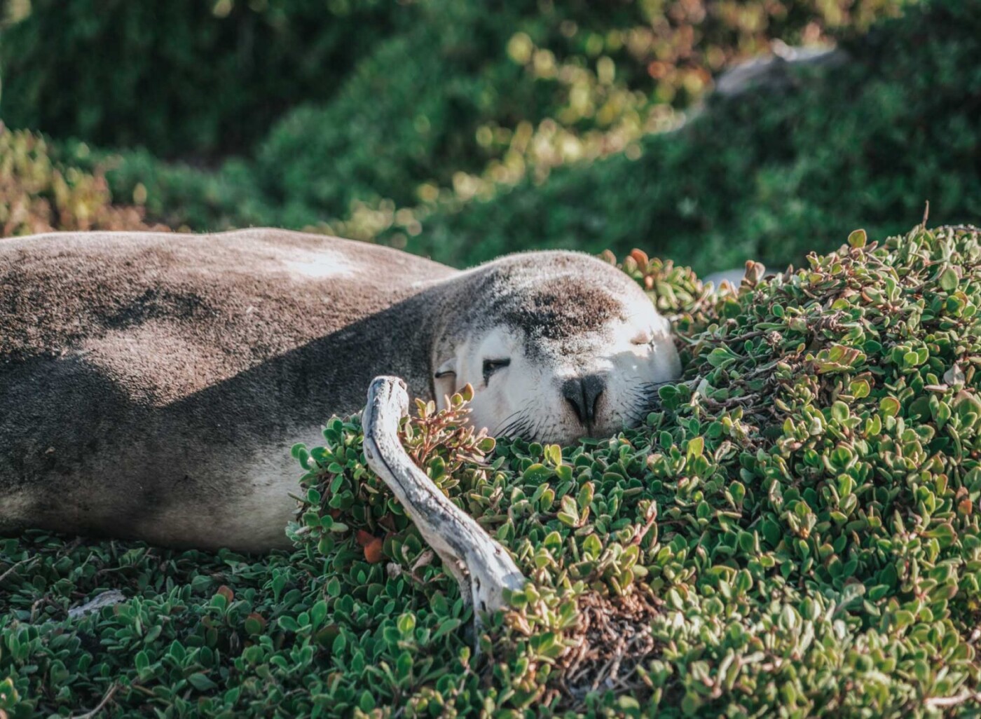 Things to do on Kangaroo Island