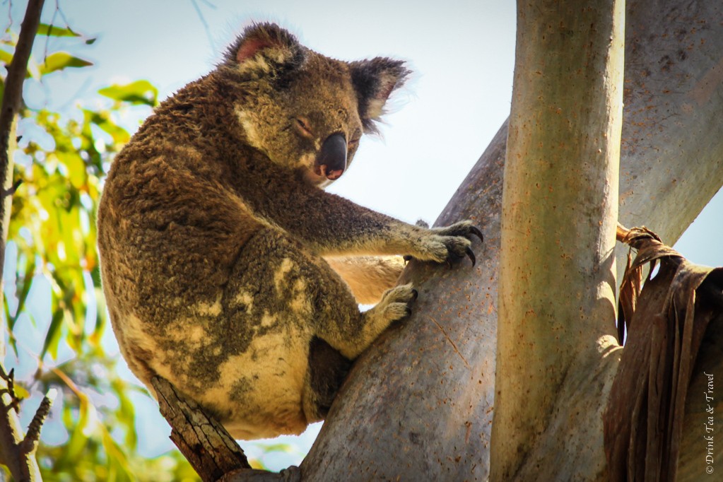 Koala spotted on Stradbroke Island, Queensland
