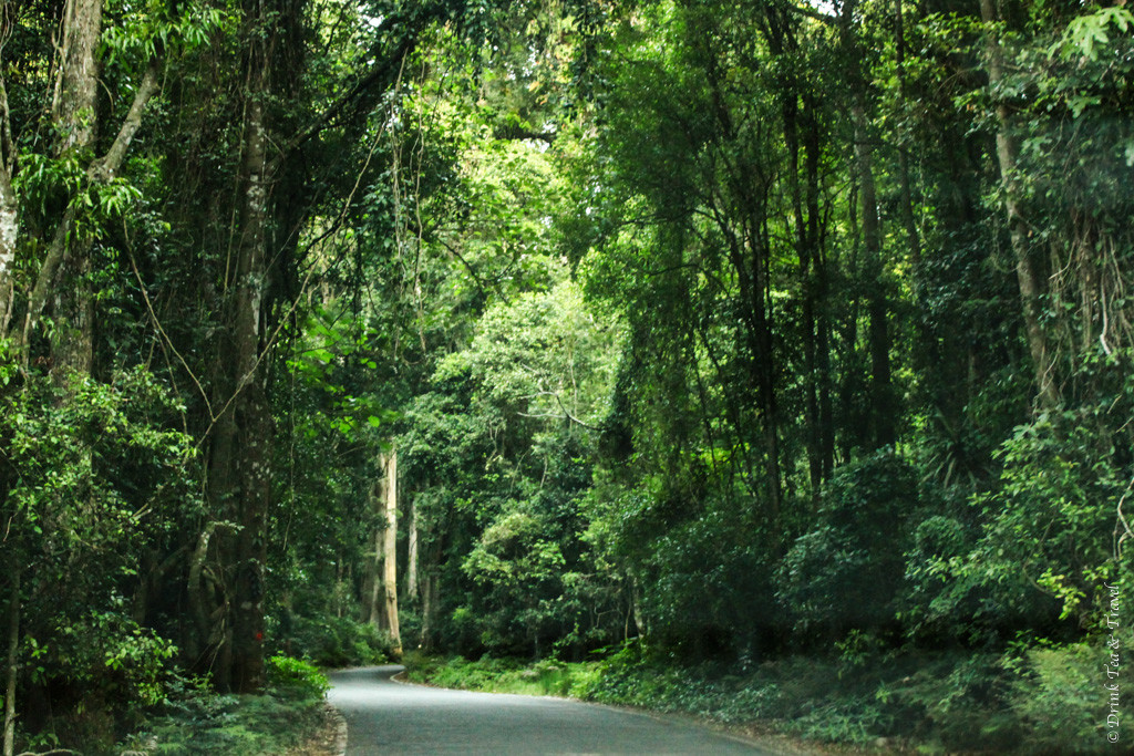 Lamington National Park, Queensland, Australia