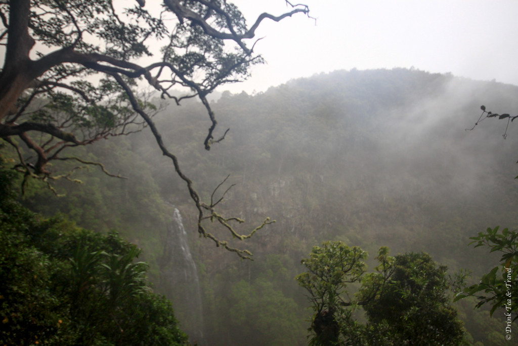 A rainy day in Lamington National Park, Queensland, Australia