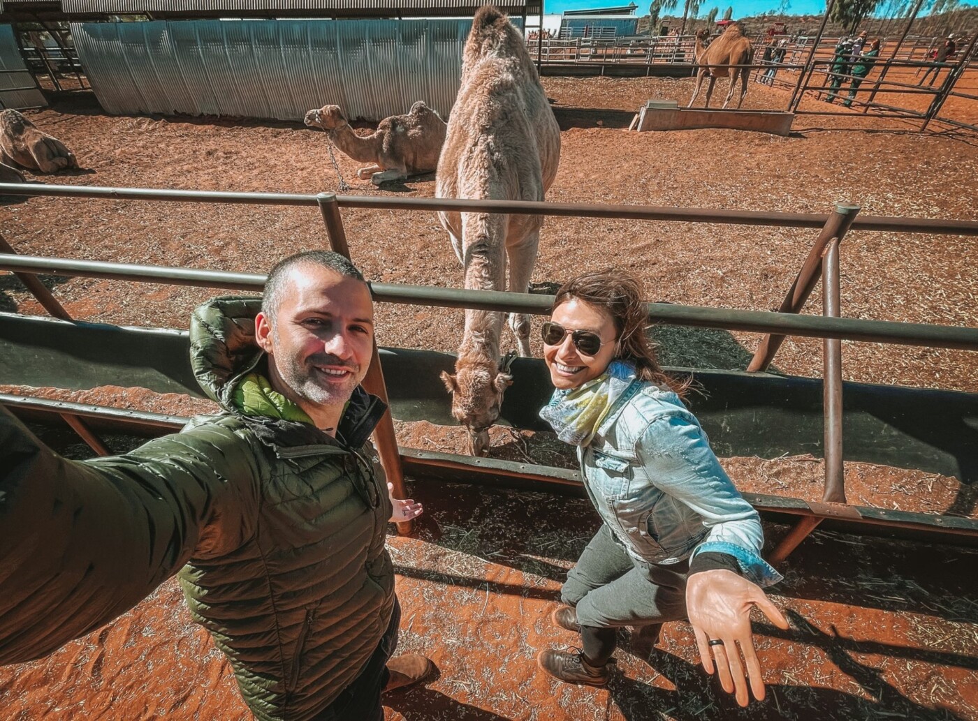 Camel farm in Uluru.